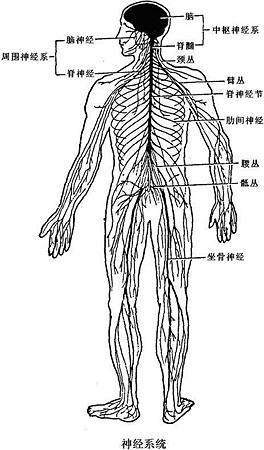 全身的神经网络,就像计算机中的连线